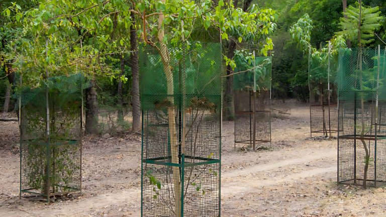 Heavy duty metal tree guard installed in urban park area